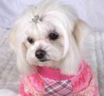 Dog with hair accessories