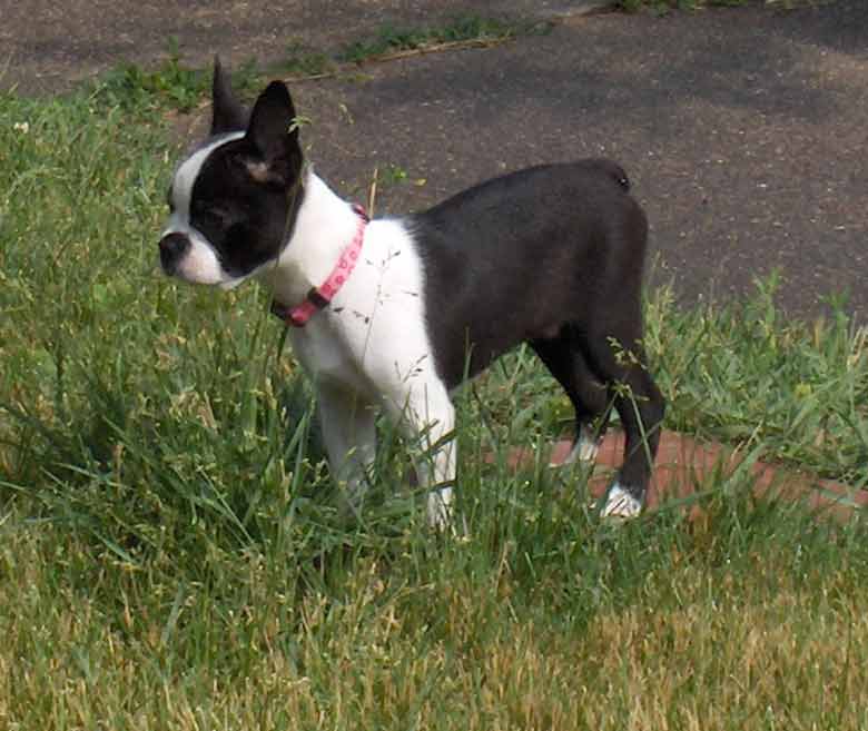 little boston terrier