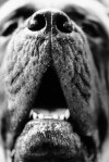 dog's big mouth