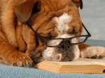 dog asleep on open book